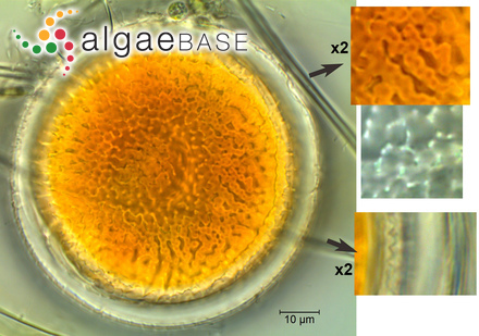 Berkeleya fragilis Greville