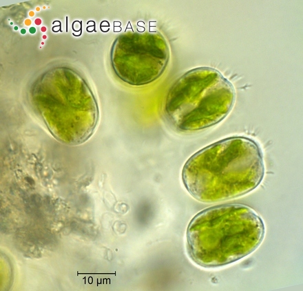 Gomphonema pumilum (Grunow) E.Reichardt & Lange-Bertalot