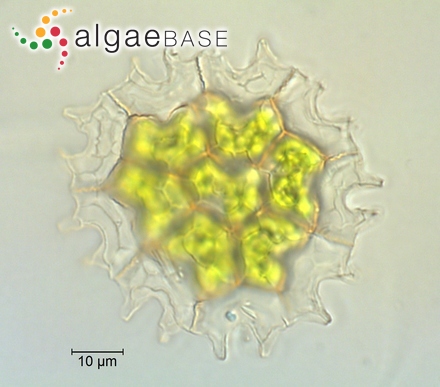 Eunotia didyma var. claviculata Hustedt