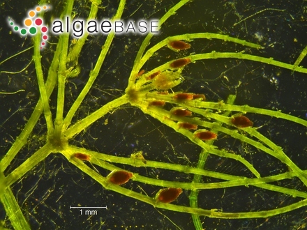 Archaeolithothamnion lithothamnioides (Foslie) De Toni