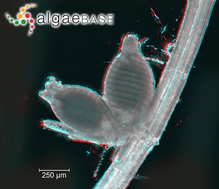Grunowiella barkerae (Harvey) F.Schmitz