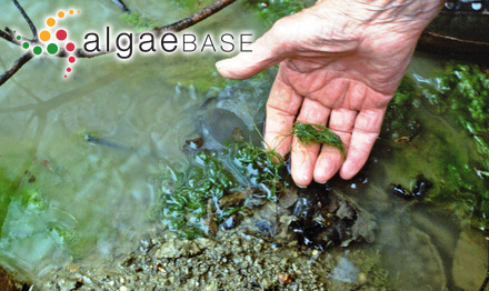 Dasyopsis clavigera Womersley