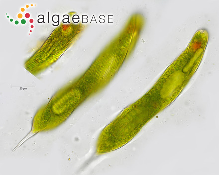 Diatoma elongata var. actinastroides Krieger