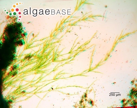 Kallymenia cribrogloea Womersley & R.E.Norris