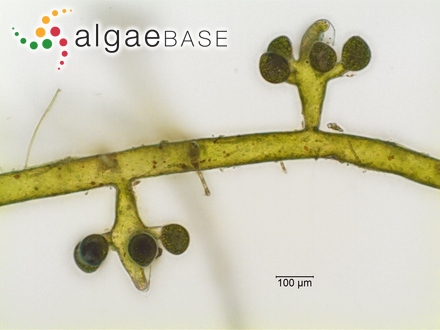 Alaria linearis Strömfelt