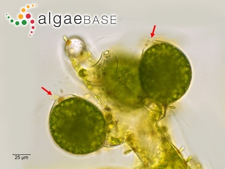 Rhodymenia alcicornis J.Agardh