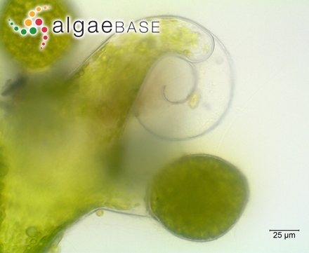 Callophyllis alcicornis (J.Agardh) J.Agardh