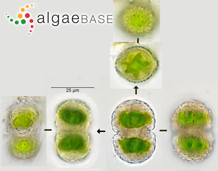 Sphaerococcus crassifolius C.Agardh