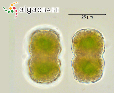 Gigartina crassifolia (C.Agardh) J.Agardh