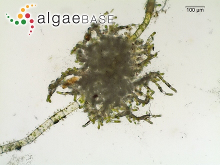 Gigartina congesta Zanardini