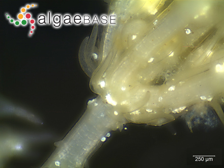 Gelidium spinescens (Kützing) Trevisan