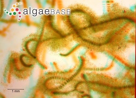 Microcoleus codii Frémy