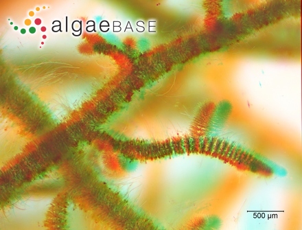 Oscillatoria viridis Vaucher ex Gomont
