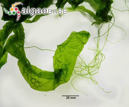 Schizosiphon parietinus Nägeli