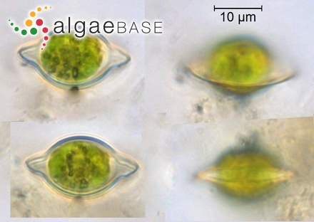 Oscillatoria limosa C.Agardh ex Gomont