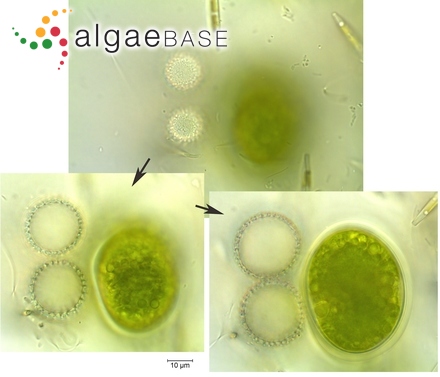 Epithemia goeppertiana Hilse