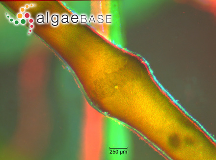 Ceramium monacanthum J.Agardh
