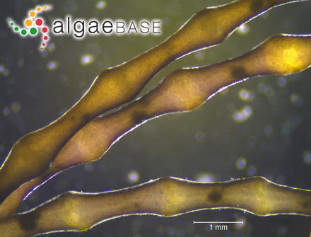 Cryptonemia lactuca J.Agardh