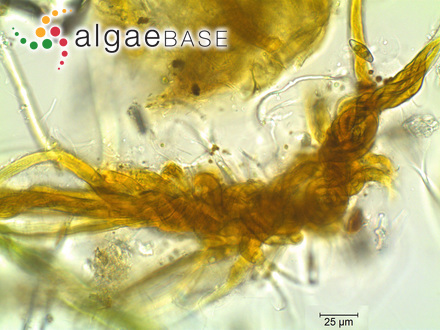 Gelidiopsis tenuis Setchell & N.L.Gardner