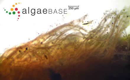 Corallopsis excavata Setchell & Gardner
