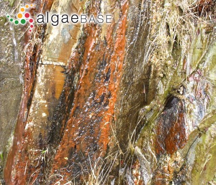 Laurencia obtusiuscula var. corymbifera Setchell & Gardner