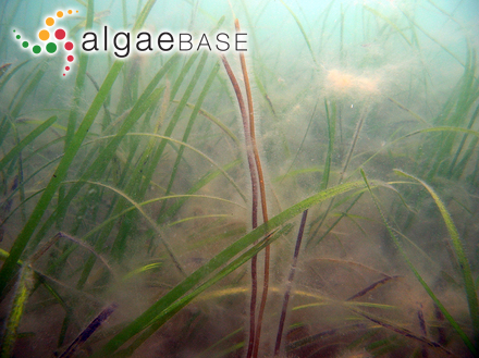 Sphaerococcus corniculatus C.Agardh