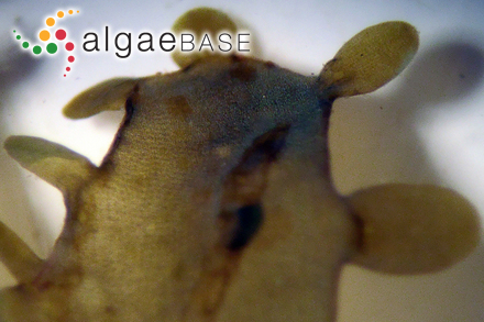 Hydropuntia fastigiata (Chang & B.M.Xia) M.J.Wynne