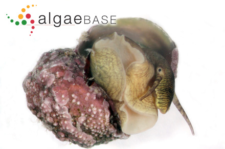 Fucus teres Goodenough & Woodward
