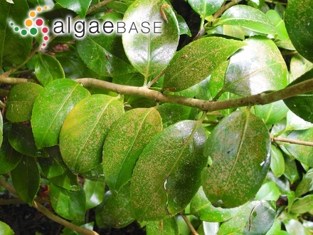 Iridaea polycarpa Harvey