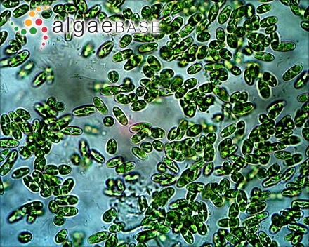 Melanema dumosum (Harvey) Min-Thein & Womersley