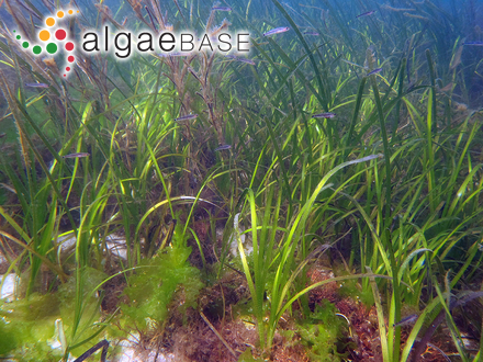 Delesseria montagnei f. rostrata (Lyngbye) Kjellman