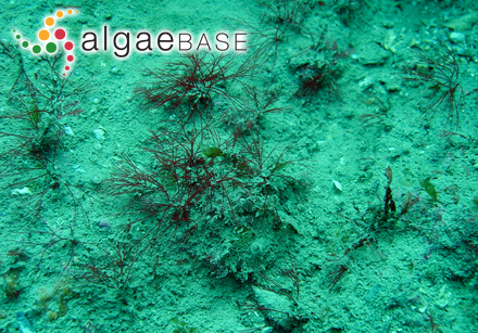 Dictyosiphon hippuroides f. stenocladus Strömfelt