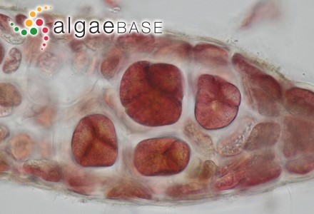 Coilonema filiformis Foslie