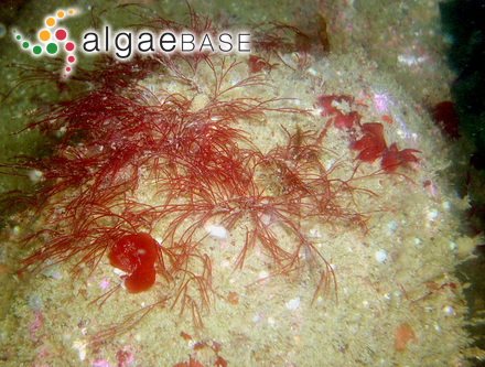 Sphacelaria novae-caledoniae Savageau