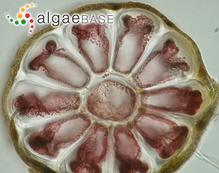 Pogotrichum filiforme var. setiforme Rosenvinge
