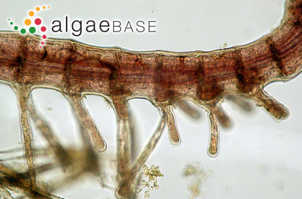 Sporochnus gracilis J.Agardh