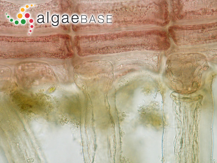 Cystophora polycystidea Areschoug ex J.Agardh
