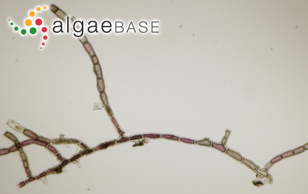 Cladophora stuartii Harvey
