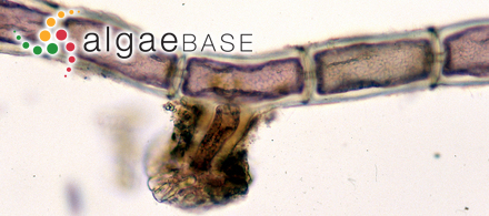 Scytosiphon filum var. lomentarius (Lyngbye) C.Agardh