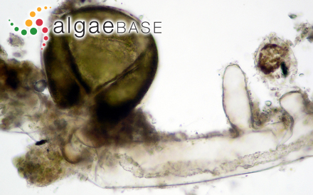 Haematocelis australis J.Agardh