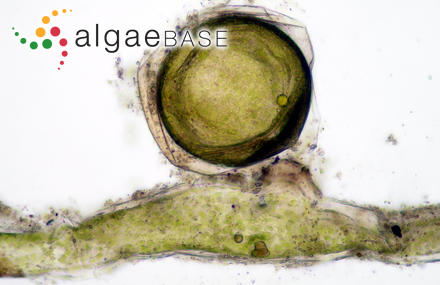 Peyssonnelia squamaria var. novae-hollandiae (Kützing) Kützing