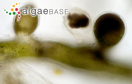 Amphiroa australis Sonder