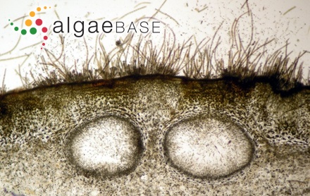 Enteromorpha prolifera var. guttulata Schiffner