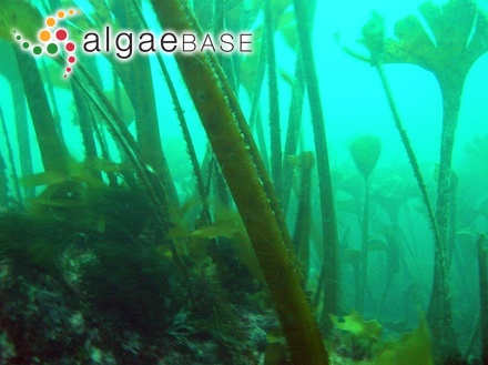 Enteromorpha intestinalis var. crispa (Roth) Greville