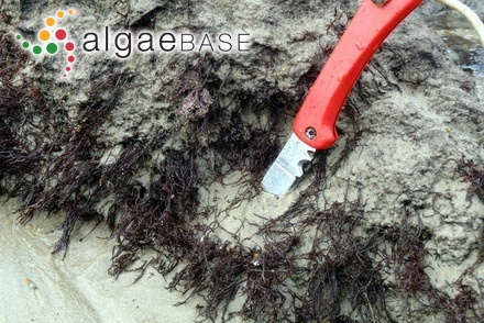 Rhipidiphyllon reticulatum (Askenasy) Heydrich