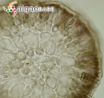 Beringiella labiosa M.J.Wynne
