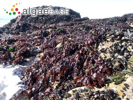 Dasyptilon microptilum (Grunow) Athanasiadis