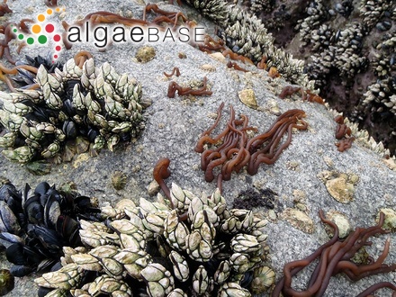Cladophora kemariensis P.Anand