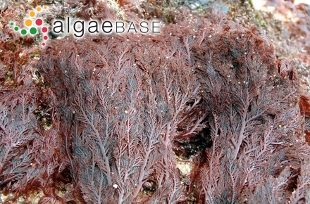 Conferva patentiramea Montagne