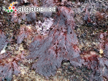 Apjohnia rugulosa (G.Martens) G.Murray